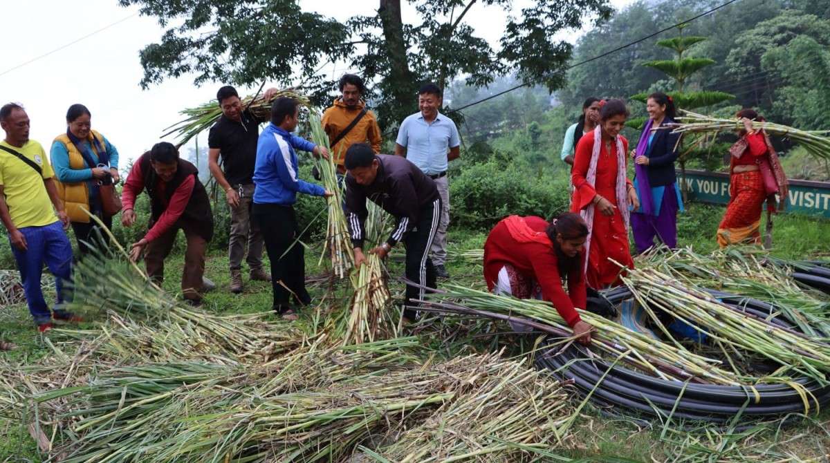  तलब खर्च गरेर नगर उपप्रमुखले बाँडे निःशुल्क घाँसको बिरुवा