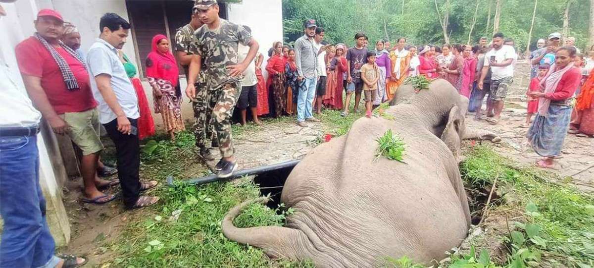  कञ्चनपुरमा सेप्टिक ट्याङ्कीमा फसेर हात्तीको मृत्यु